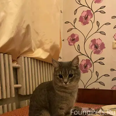 Пропала кошечка, в районе Чере...