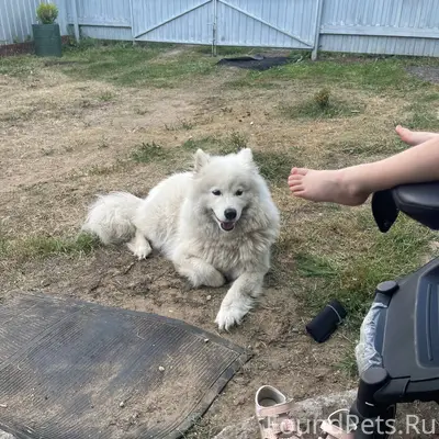 Добрый день , потерялась собак...