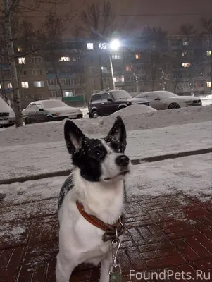 У нас пропала собака Имя: Тобб...