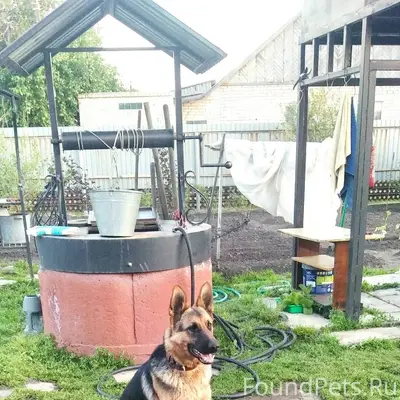 Пропала собака овчарка.28.01 у...