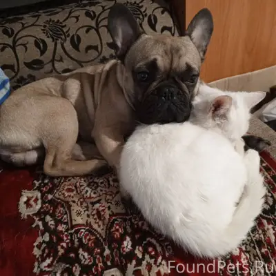 Пропала собака по кличке Базик...