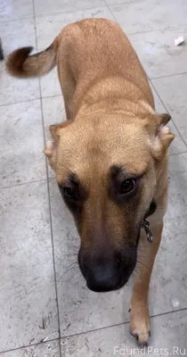 Потерялась собака, молодая дев...