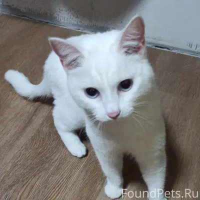 ПРОПАЛА КОШКА!!!