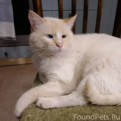 Пропал кот 21 декабря. Буся, 5...