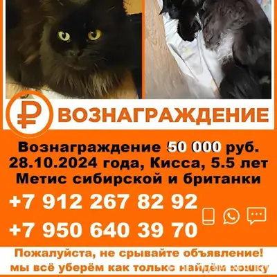 🆘 ПРОПАЛА КОШКА 🆘 Пропала ещё....