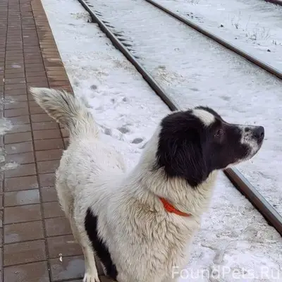 Кто потерял собаку? Бегает в Ж...