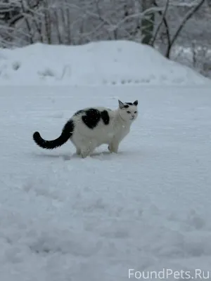 Пропал кот Марсик, сотрудник у...