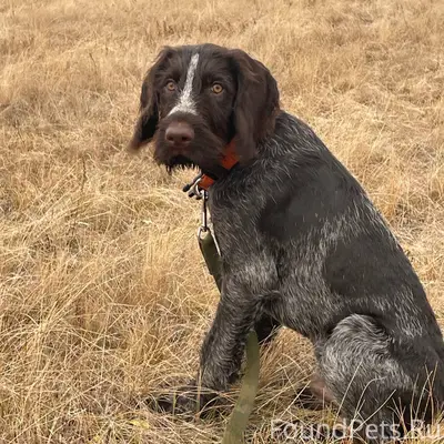 В районе п. Слободка потерялся...