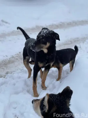 Внимание найдена собака‼️ Тула...