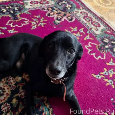 Найдена собака в районе к-р...