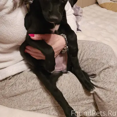 Найден щенок_девочка, сильно п...