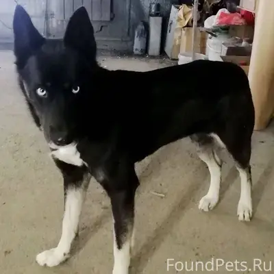 ‼️‼️‼️⚠️⚠️⚠️ Ищем Собаку , был...