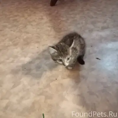 Пропал котёнок, 4 месяца, зову...
