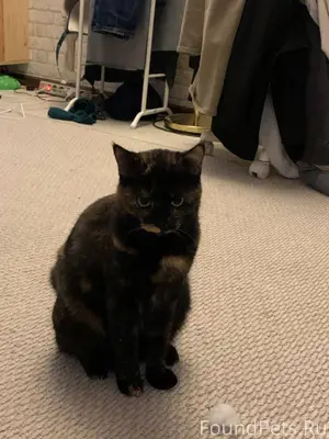 Пропала кошка западное дегунино, ангарская