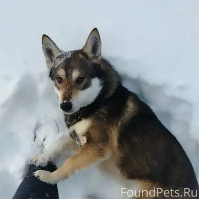 Помогите пожалуйста найти соба...