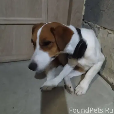 Найдена собака с трекером, Юго...