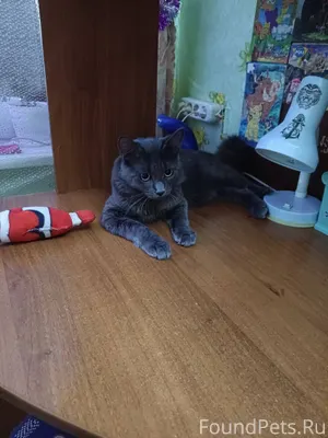 Здравствуйте Пропал кот. В рай...