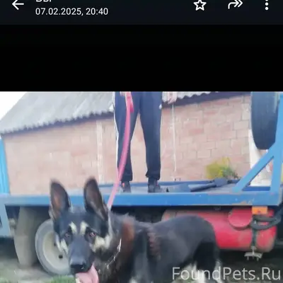 Пропала собака в районе пятёро...