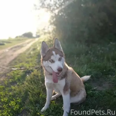 🆘Убежала собака, хаски. Цвет к...