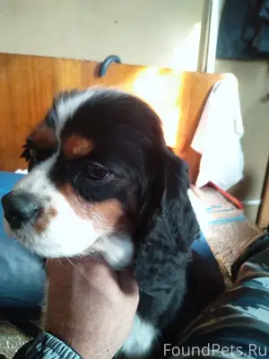 Потеряли собаку Коволер Чарлз ...