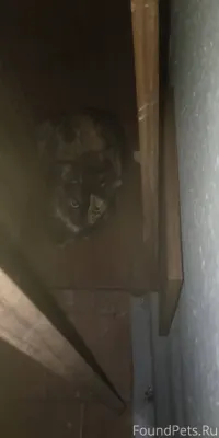 Пожалуйста помогите репостами....