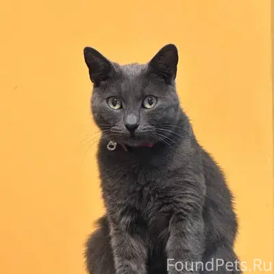 Пропала кошка по кличке Доня. ...