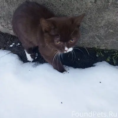 Найден котенок возле дома по Г...