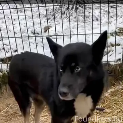 ‼️‼️‼️⚠️⚠️⚠️ Ищем Собаку , был...