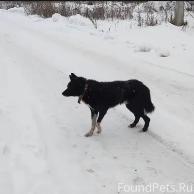 Потерялась моя собака, кличка ...