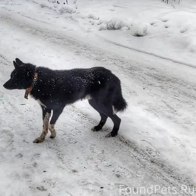 Лебедянь 🆘 Друзья, присмотрите...