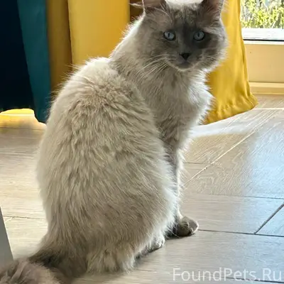 Пропал кот, район Ненашево (ул...