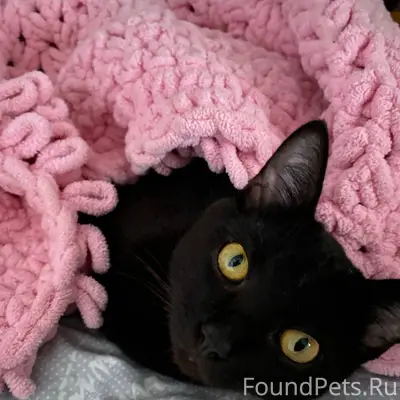 Потерялся черный кот по имени ...