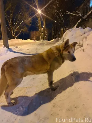 Добрый вечер.Пёс бегает на нов...