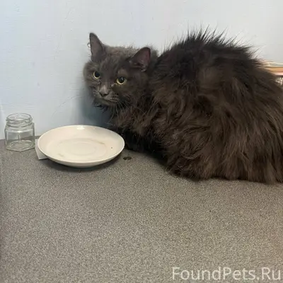 Найдена кошка(возможно кот, но...