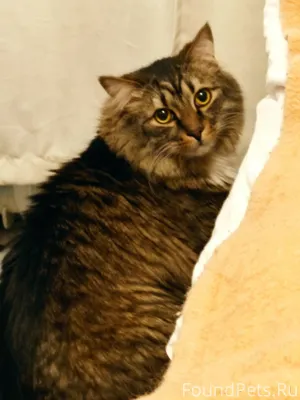 Найден крупный кот похожий на ...