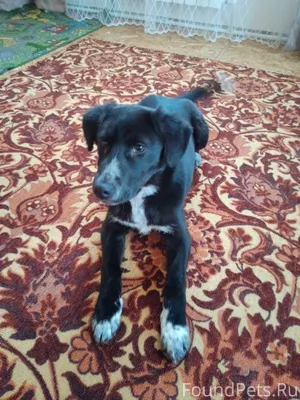 Пропал щенок, был в районе в.....