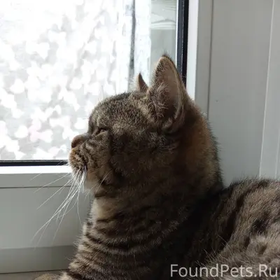 21 января пропал кот. Во дворе...