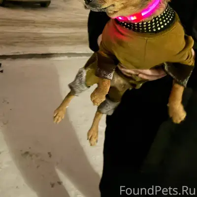 Потерялась собака . Ухоженная ...