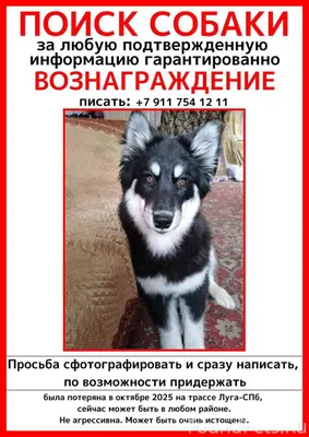 ПОИСК СОБАКИ ВОЗНАГРАЖДЕНИЕ 30...