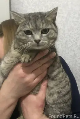 Найдена кошка на Опытном поле,...