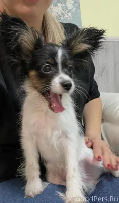 Потерялся щенок Папийон 29.01....