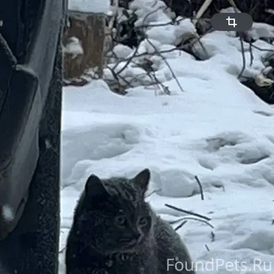 ‼️ ИЩЕМ ХОЗЯЕВ ‼️ Кот домашний...