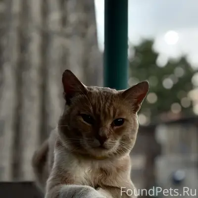 ‼️ВОЗНАГРАЖДЕНИЕ ‼️ Пропал кот...