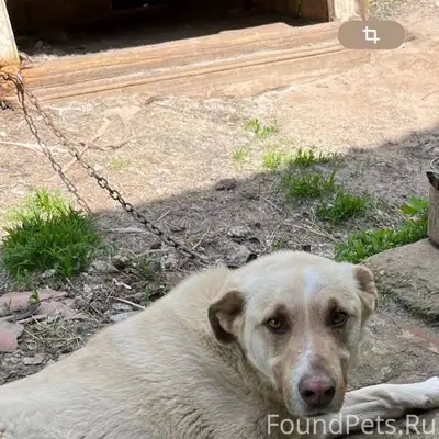 Здравствуйте, пропала собака, ...