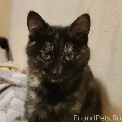 Маленькая кошечка, найдена в д...