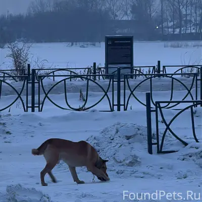29.01.26 Багет собака в...