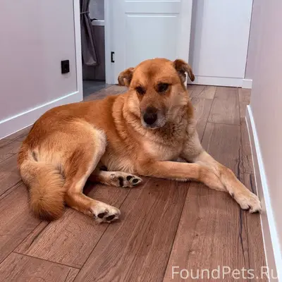 ❗❗❗Найдена собака (кобель) , 2...