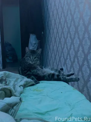 Пропал кот , копаево на улице ...