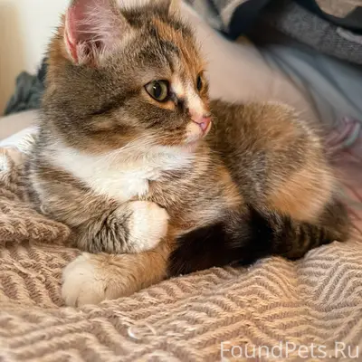 Возле 20-ой школы найдена кошк...