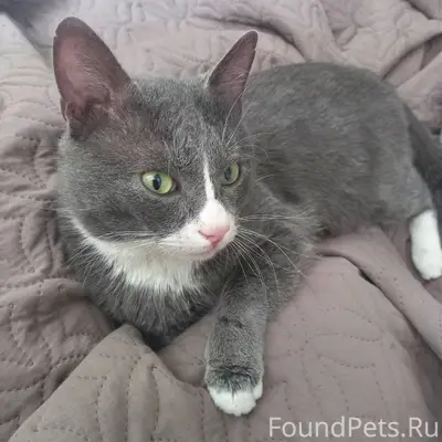 Нашли кота в районе Сокола Хоз...